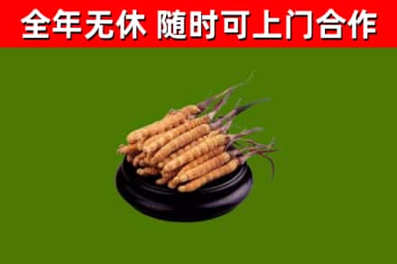 雁峰区回收冬虫夏草