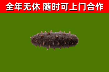 雁峰区回收海参干